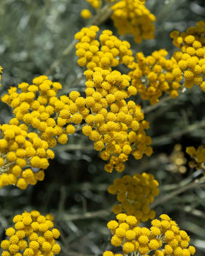 Helichrysum