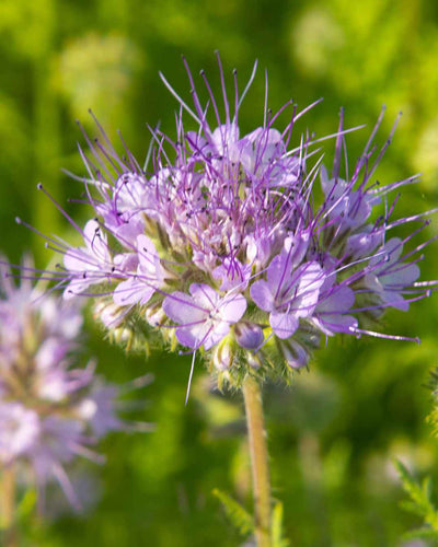 Blue Tansy