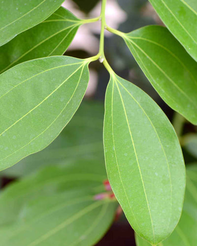 Cinnamon Leaf
