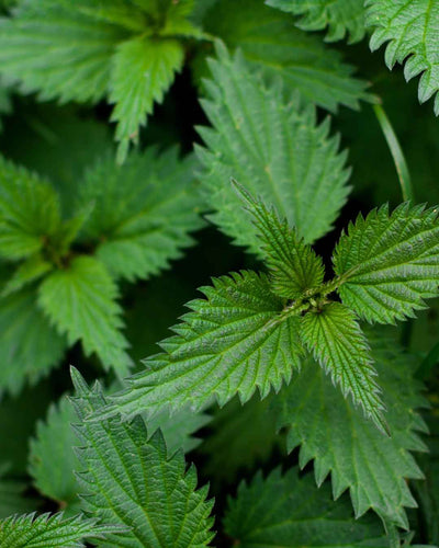 Stinging Nettle